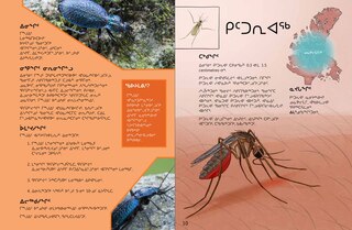 Sample content 3_Junior Field Guide Insects of Nunavut