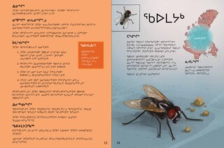 Sample content 4_Junior Field Guide Insects of Nunavut