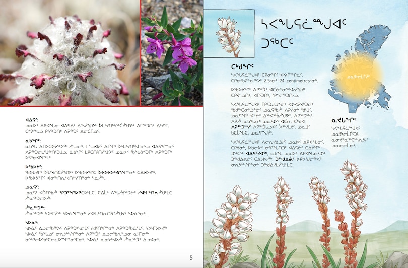 Sample content_Junior Field Guide Plants of Nunavut