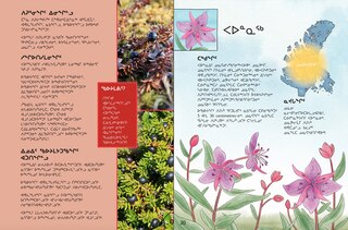 Sample content 2_Junior Field Guide Plants of Nunavut