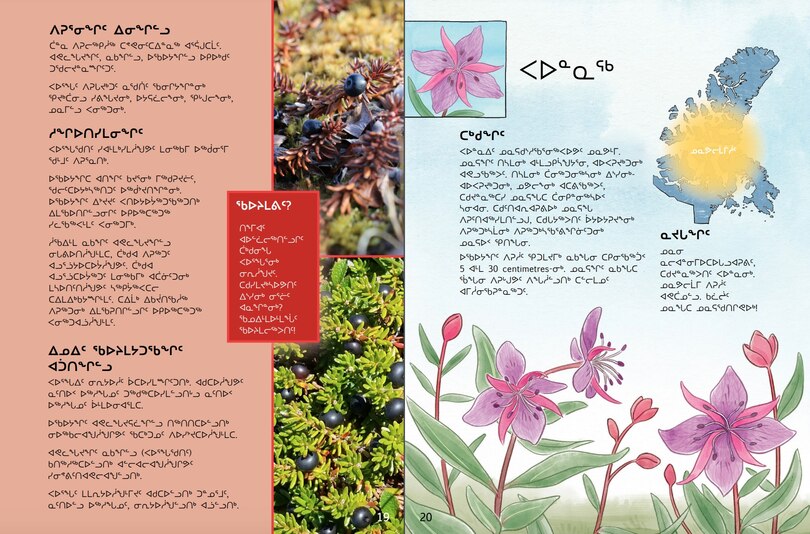 Sample content 2_Junior Field Guide Plants of Nunavut