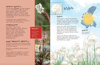 Sample content 3_Junior Field Guide Plants of Nunavut