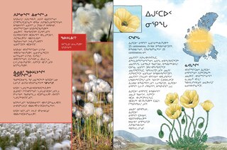 Sample content 4_Junior Field Guide Plants of Nunavut