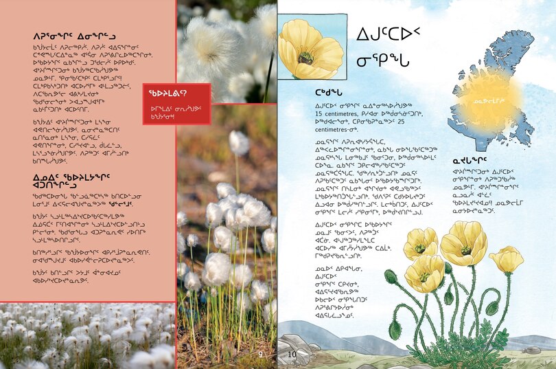 Sample content 4_Junior Field Guide Plants of Nunavut
