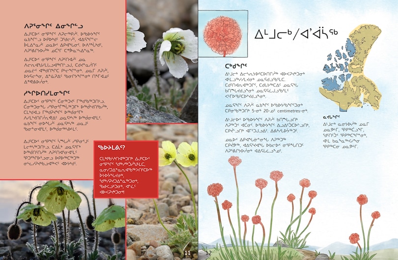 Sample content 5_Junior Field Guide Plants of Nunavut