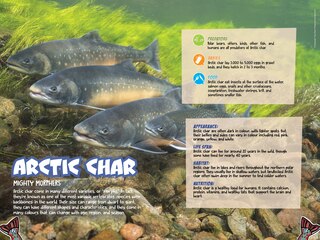 Aperçu du contenu 2_Kaakuluk: Arctic Char!