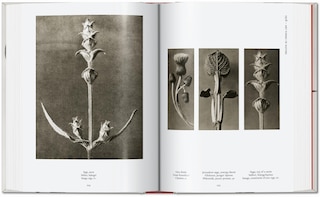 Aperçu du contenu 2_Karl Blossfeldt. The Complete Published Work. 45th Ed.