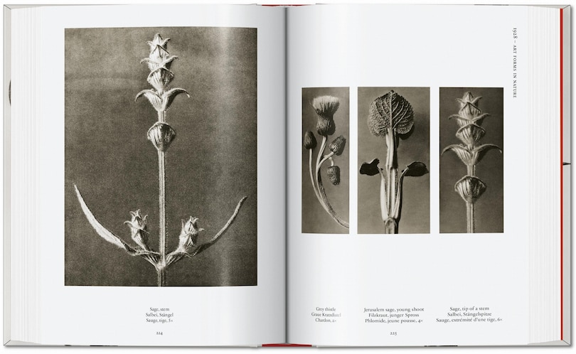 Aperçu du contenu 2_Karl Blossfeldt. The Complete Published Work. 45th Ed.