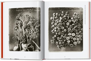 Aperçu du contenu 5_Karl Blossfeldt. The Complete Published Work. 45th Ed.