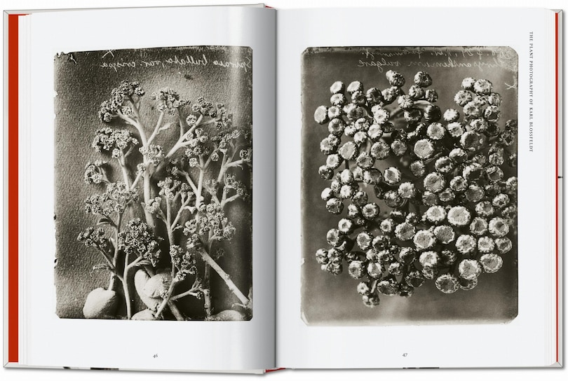Aperçu du contenu 5_Karl Blossfeldt. The Complete Published Work. 45th Ed.
