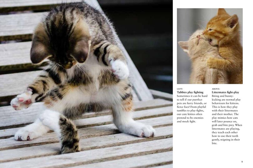 Sample content 2_Kittens