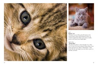 Sample content 3_Kittens