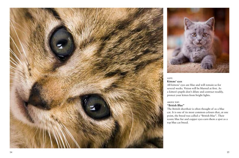 Sample content 3_Kittens