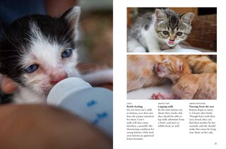 Sample content 5_Kittens