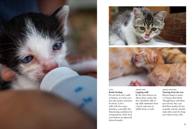 Sample content 5_Kittens