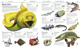 Aper&ccedil;u du contenu 3_Knowledge Encyclopedia Animal!