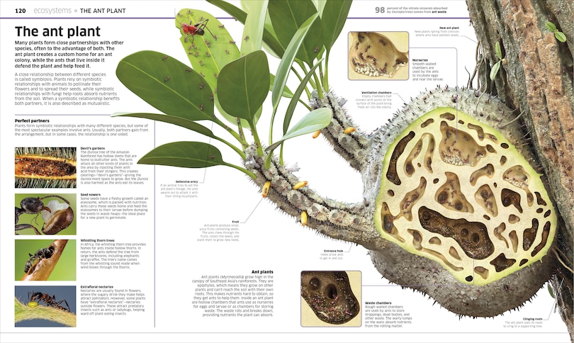 Aperçu du contenu 3_Knowledge Encyclopedia Plants and Fungi!