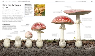 Aperçu du contenu 5_Knowledge Encyclopedia Plants and Fungi!