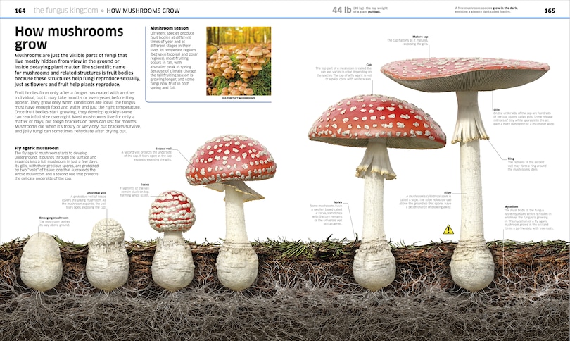 Aperçu du contenu 5_Knowledge Encyclopedia Plants and Fungi!