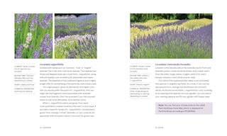 Sample content 4_Lavender