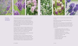 Sample content 5_Lavender