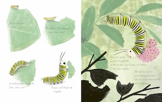 Aper&ccedil;u du contenu 2_Le papillon monarque