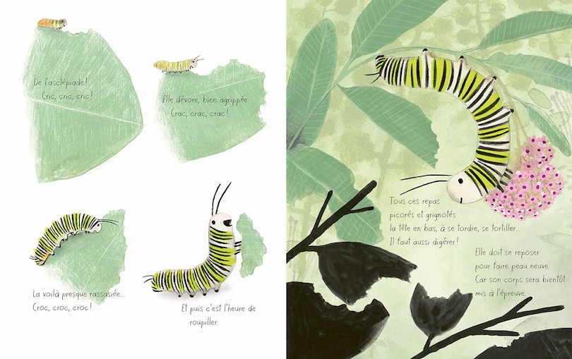 Aper&ccedil;u du contenu 2_Le papillon monarque