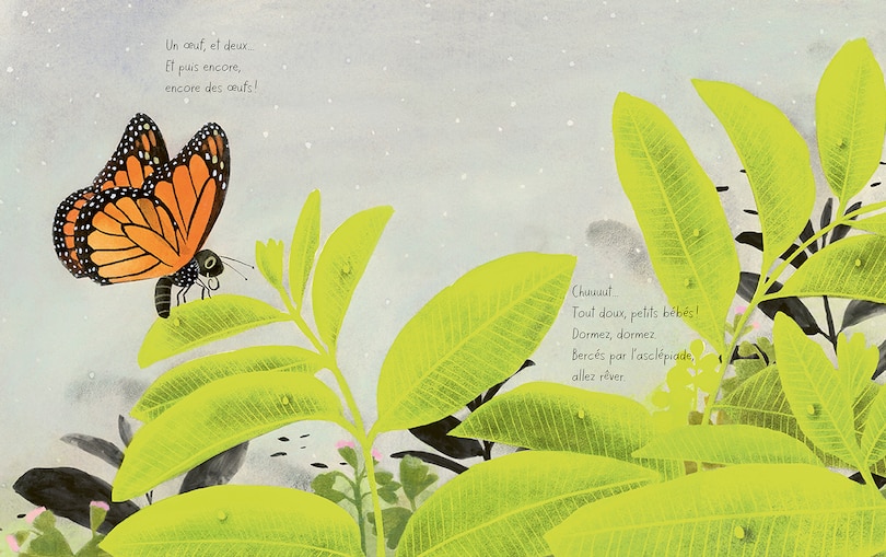 Aper&ccedil;u du contenu 4_Le papillon monarque