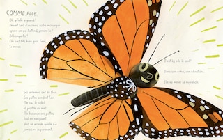 Aper&ccedil;u du contenu 5_Le papillon monarque