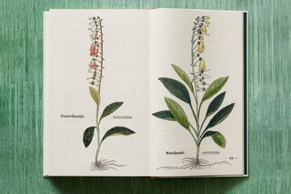 Sample content 4_Leonhart Fuchs. Le Nouvel Herbier
