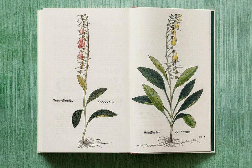 Sample content 4_Leonhart Fuchs. Le Nouvel Herbier