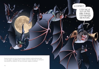 Sample content 4_Les chauves-souris