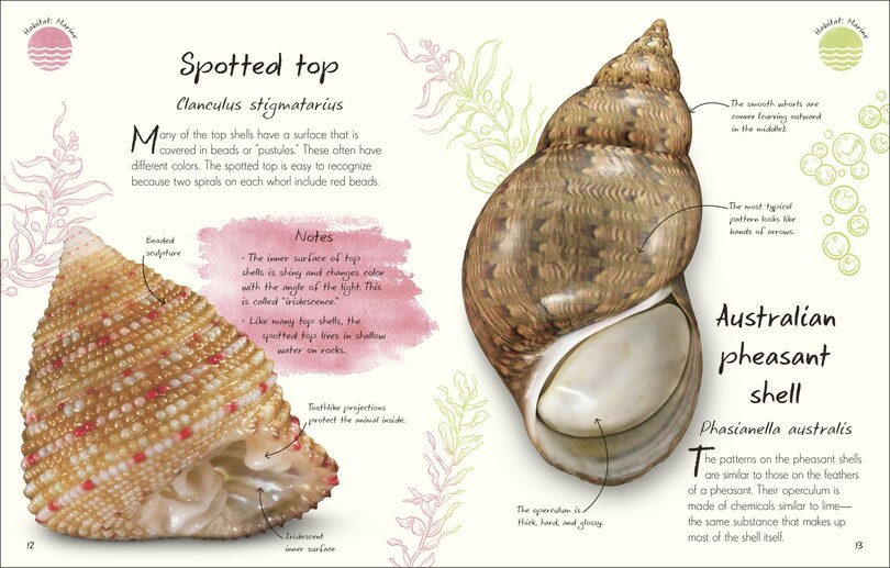 Dk Shells Book The Wild And Wonderful: Anthologies Of Rocks & Minerals, Fungi ...