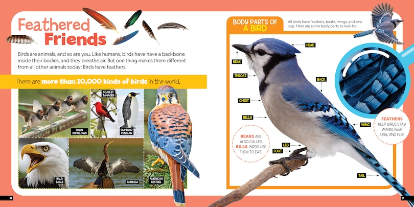 Aperçu du contenu_Little Kids First Nature Guide Birds