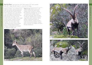 Aperçu du contenu 2_Mammals of Iberia