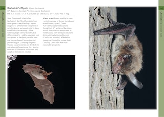 Aperçu du contenu 3_Mammals of Iberia