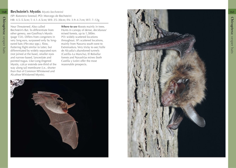 Aperçu du contenu 3_Mammals of Iberia