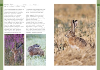 Aperçu du contenu 4_Mammals of Iberia