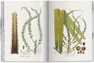 Sample content_Martius. The Book Of Palms