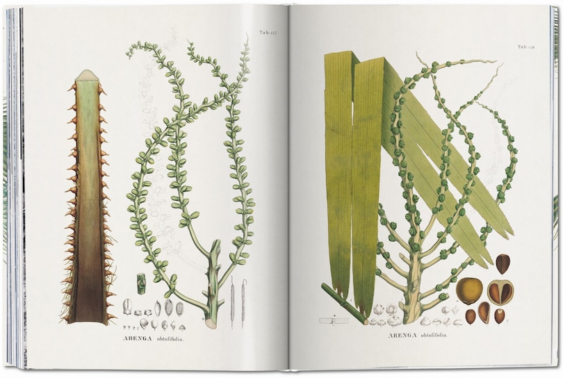 Sample content_Martius. The Book Of Palms