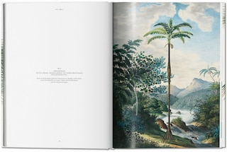 Sample content 2_Martius. The Book Of Palms