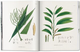 Sample content 3_Martius. The Book Of Palms