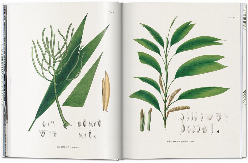 Sample content 3_Martius. The Book Of Palms