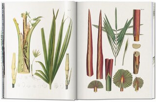 Sample content 4_Martius. The Book Of Palms