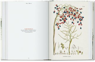 Sample content_Martius. The Book of Palms. 45th Ed.