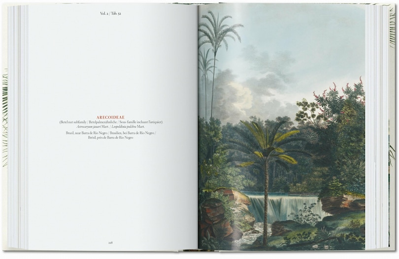 Sample content 2_Martius. The Book of Palms. 45th Ed.