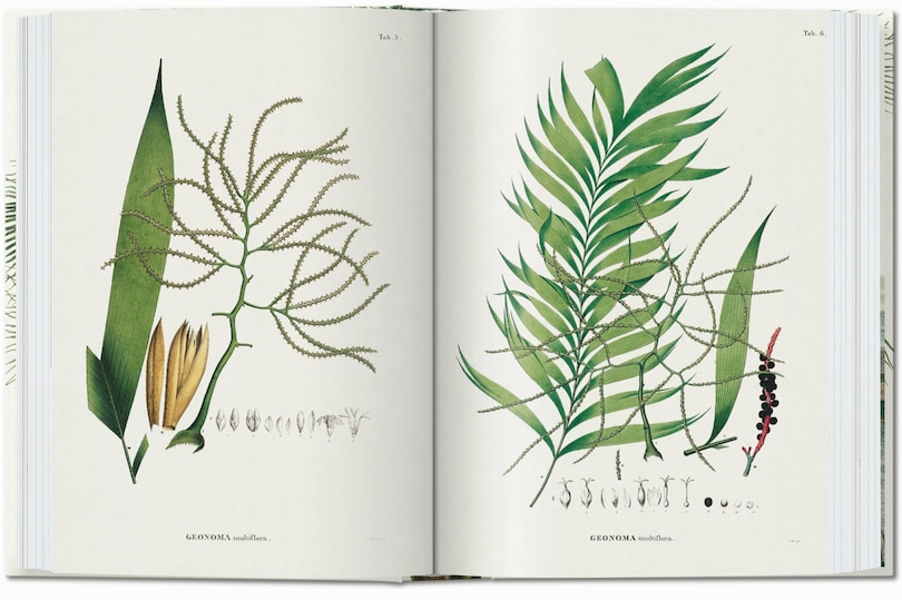 Sample content 3_Martius. The Book of Palms. 45th Ed.