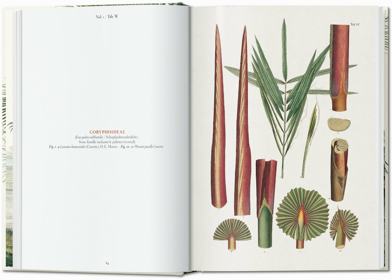 Sample content 4_Martius. The Book of Palms. 45th Ed.
