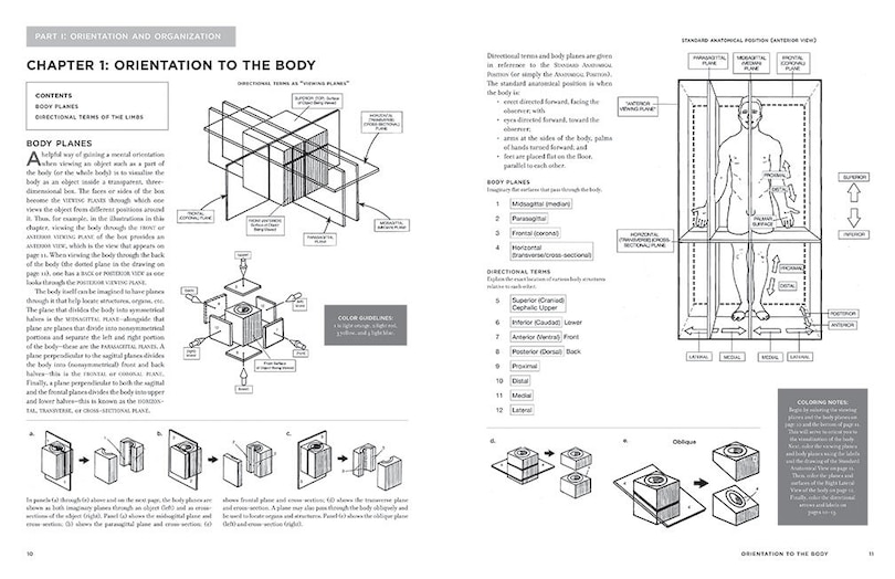 Sample content_Mcmurtrie's Human Anatomy Coloring Book