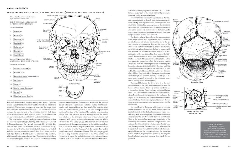 Sample content 2_Mcmurtrie's Human Anatomy Coloring Book